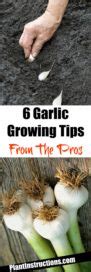 6 Garlic Growing Tips From the Pros - Plant Instructions