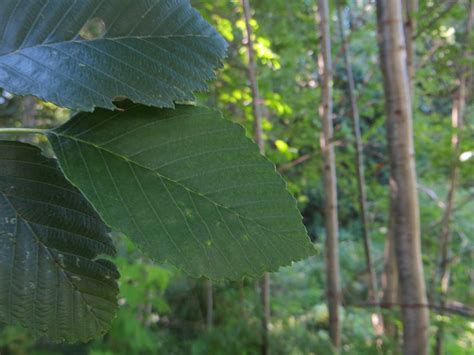 Alnus rubra | Fourth Corner Nurseries