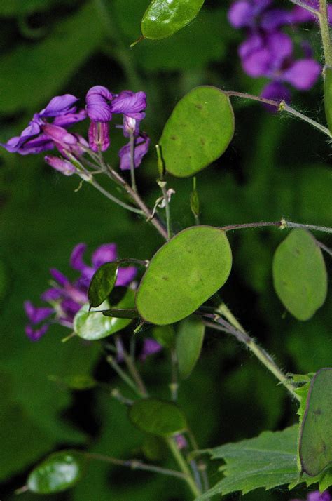 Money Plant (Lunaria annua) | The leaves are modified to loo… | Flickr