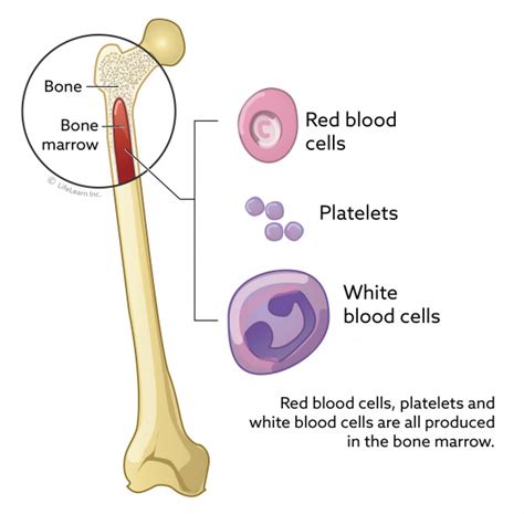 Long Bone Diagram Red Marrow / 6.3 Bone Structure - Anatomy and Physiology / The epiphyses are ...