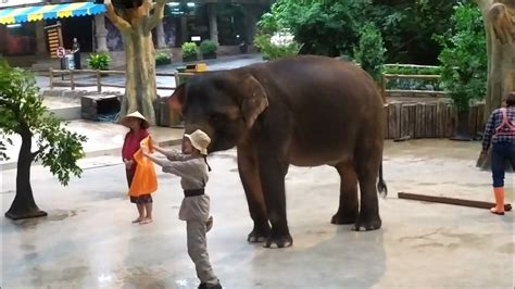 pertunjukan gajah taman safari 26 maret 2023 - YouTube