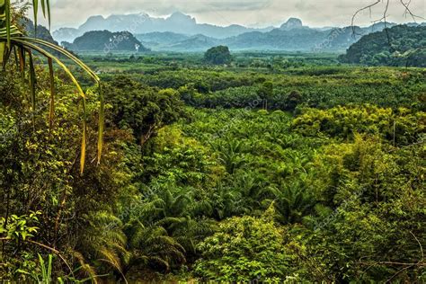 Thailand rain forest landscape Stock Photo by ©innervision 46669545