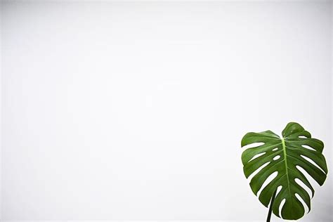 HD wallpaper: green leaf with white background, plant, fern, flora ...