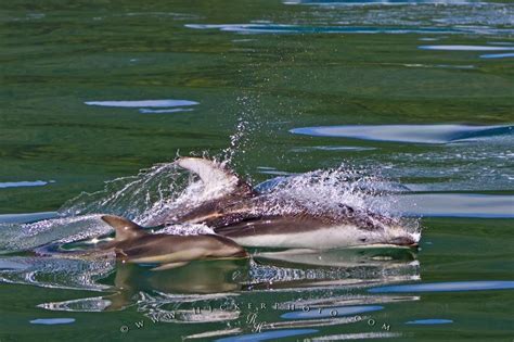 Dolphin Mom With Baby | Photo, Information