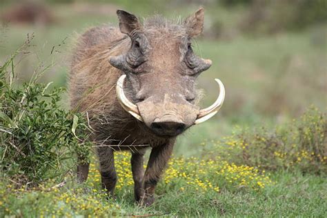 Wild Boar Boar Meat Wild Pig Warthog Stock Photos, Pictures & Royalty ...