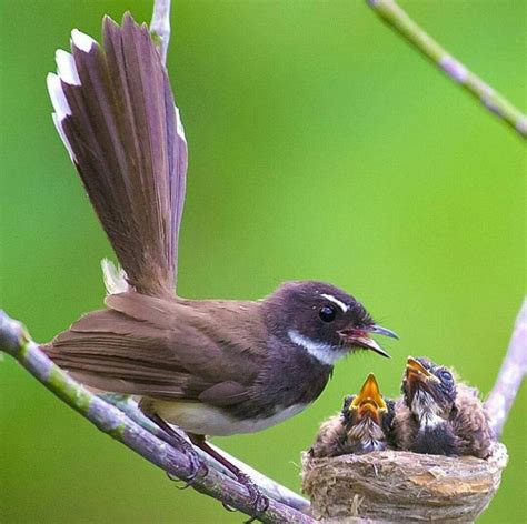 Beautiful Bird Feeding Babies