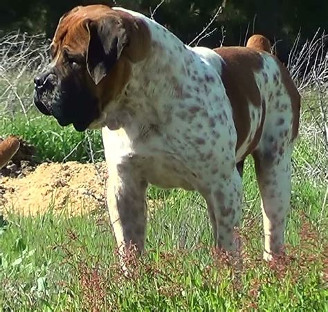 Piebald Boerboel