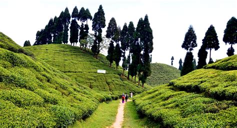 Tea Plantations, Darjeeling, West Bengal, Tourism, 2022 | Tea Garden ...