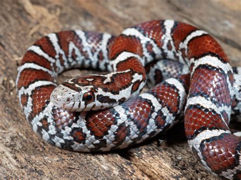 Eastern milksnake was officially named the state snake of Illinois by Gov. J.B. Pritzker