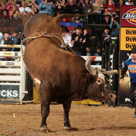 Infamous Bushwacker, 2013 Bull of the year. | Pbr bull riding