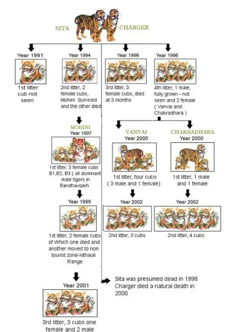 Family Tree of Tigers in Bandhavgarh