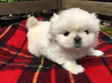 Pekingese Puppies For Sale | Dallas, TX #327190 | Petzlover