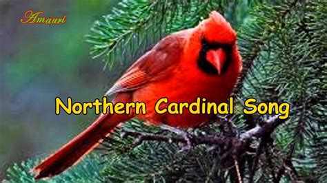 Cardinal Song - Northern Cardinal Singing | Northern cardinal, Cardinal ...