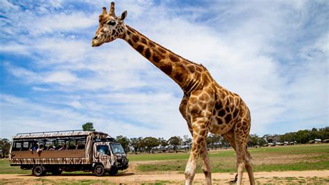 Savannah Safari | Taronga Conservation Society Australia