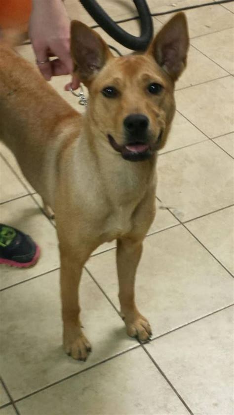 Ginger, Hearts Rescue, NJ Adopted March 2016 Carolina Dog, Shepherd Mix Dog, Rescue, Adoption ...