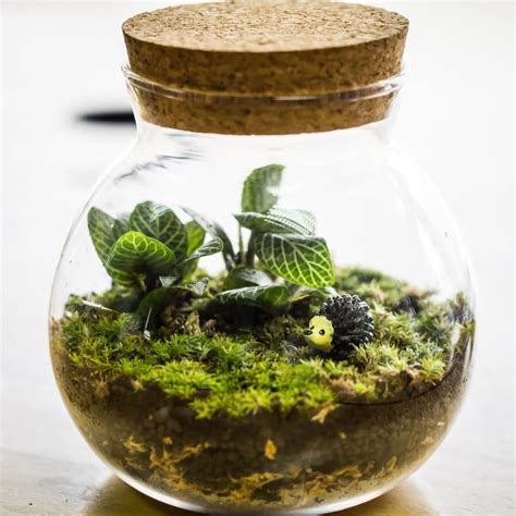 Your One-Stop Terrarium Guide: All You Need to Know - The Practical Planter