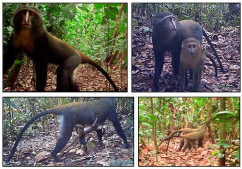 Animals | Special Issue : Use of Camera Trap for a Better Wildlife ...