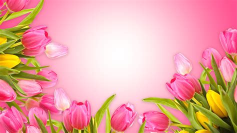 Wallpaper Pink tulips, pink background 5120x2880 UHD 5K Picture, Image