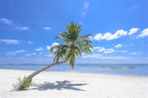 Photo of Coconut Tree On Seashore · Free Stock Photo