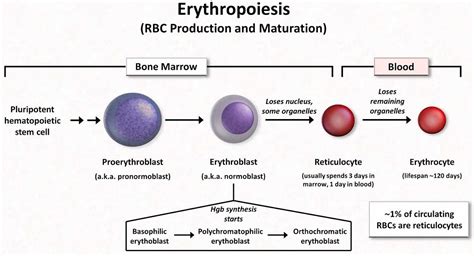 Reticulocytosis definition, causes, diagnosis & treatment