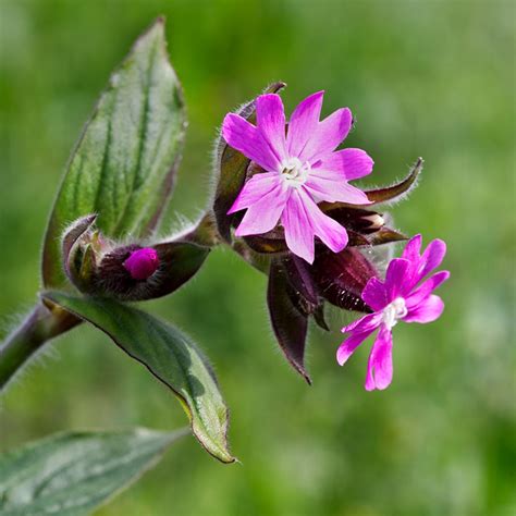 Flowers Blooms Red Campion - Free photo on Pixabay - Pixabay