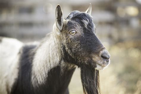 It's Breeding Time for our Alpine Goats