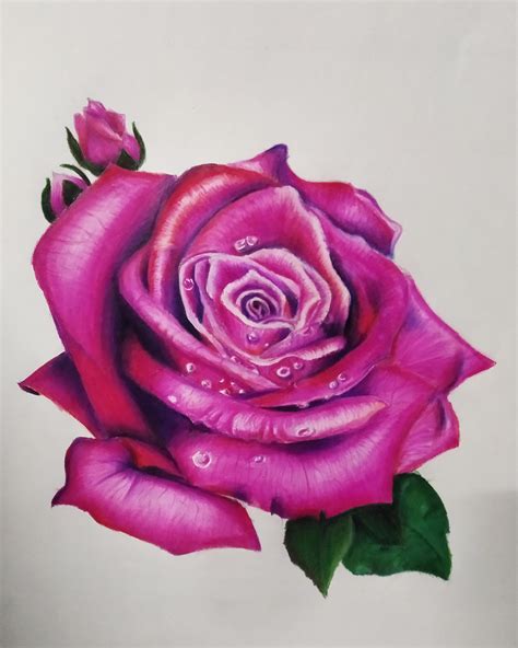 Tried drawing a realistic rose with pencil colours : r/drawing