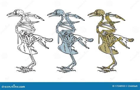 Skeleton of a bird stock vector. Illustration of fear - 17248933