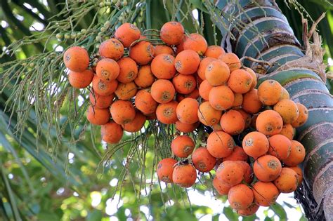 Langkah-Langkah Budidaya Bibit Pinang Betara - Agroindustri