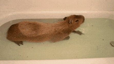 Capybara relaxing in the tub : capybara