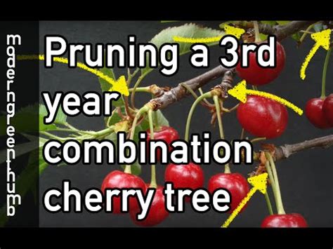 Bing Cherry Tree Pollination Chart : Top Picked from our Experts