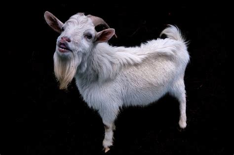 Pygmy Goat Facts