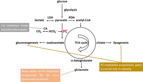 Frontiers | Elevated Brain Glutamate Levels in Bipolar Disorder and Pyruvate Carboxylase ...