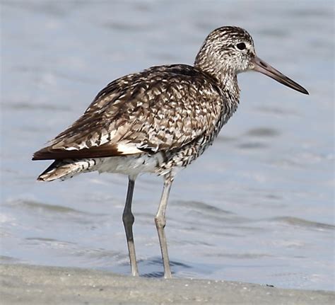 Willets