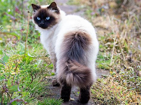 Siamese Himalayan Cat: Complete Guide - Vocal Cats