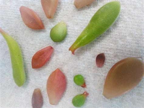 The 5 Steps to Propagating Succulents - The Girl with a Shovel