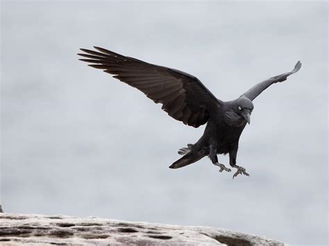 Australian Raven Bird Facts (Corvus coronoides) | Birdfact