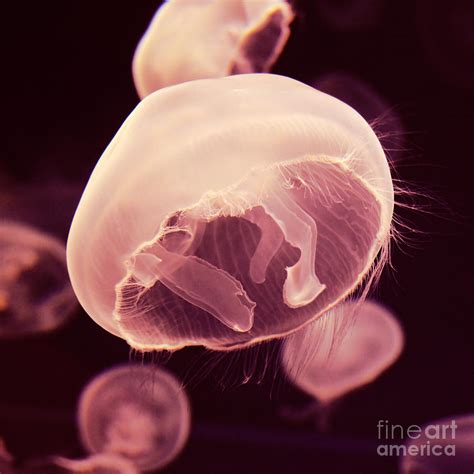 Pink Moon Jellyfish and Tentacles Square Format Photograph by Shawn O'Brien | Pixels