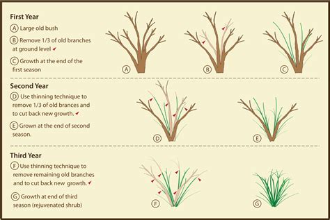 Morris Arboretum: Rejuvenative Pruning of Mature Shrubs