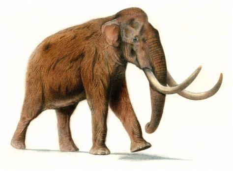 Opinions on Steppe mammoth