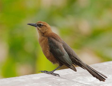 BoattailedGracklep