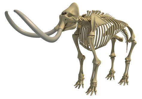 Mammoth Skeleton – 3D Horse