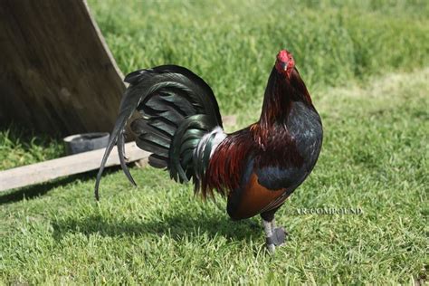 McLean Hatch gamefowl for sale. Stags and pullets available to place ...