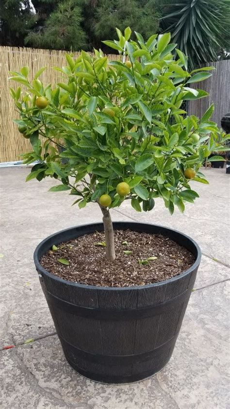 Dwarf Calamansi Tree for Sale in San Diego, CA - OfferUp