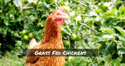 Grass Fed Chickens - Sorry Chicken What Should You Eat