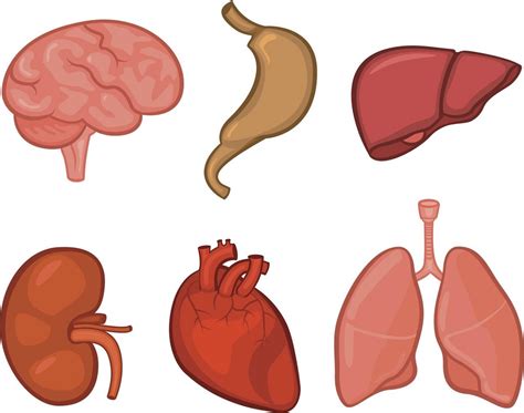 Human Body Organs Clipart at GetDrawings | Free download