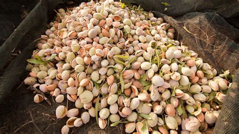 Harvesting Almond Trees - How and When to Harvest