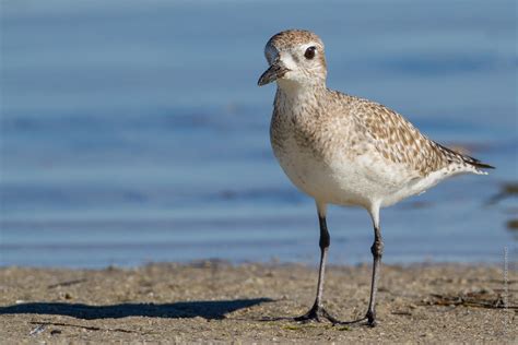 Black-bellied Plover_2224 | A non-breeding adult. It was not… | Flickr