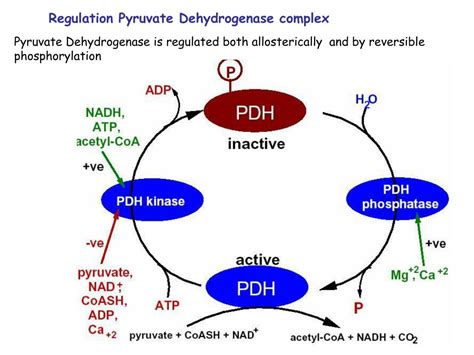 PPT - Oxidative Decarboxylation of Pyruvate PowerPoint Presentation ...