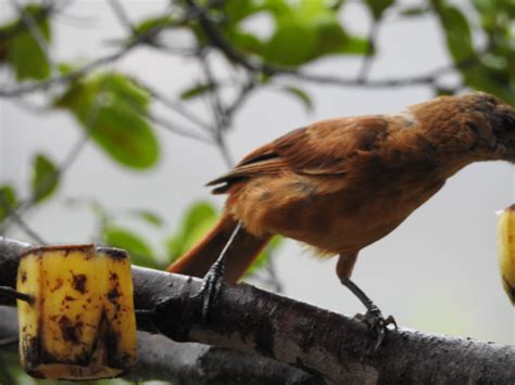 Chapada Diamantina: Visite Lençóis e a Vila de IGATU.: Fauna da Chapada ...